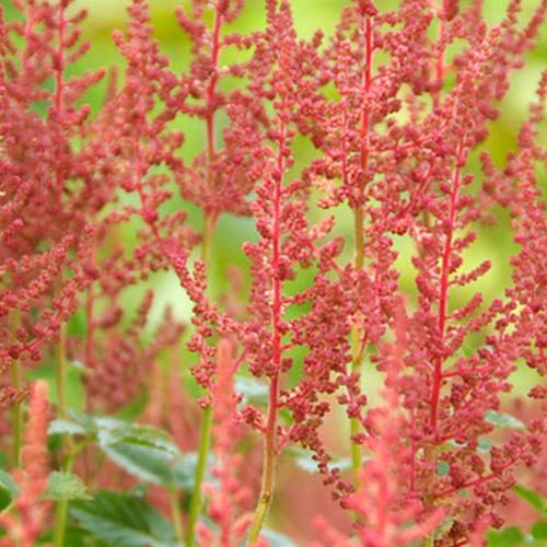 Astilbe (crispa) Perkeo - for Sale Astilbe (crispa) Perkeo