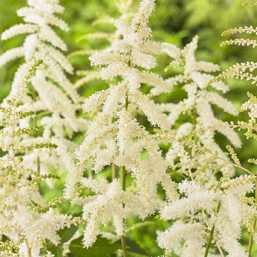 Astilbe (japonica) Deutschland - for Sale Astilbe (japonica) Deutschland