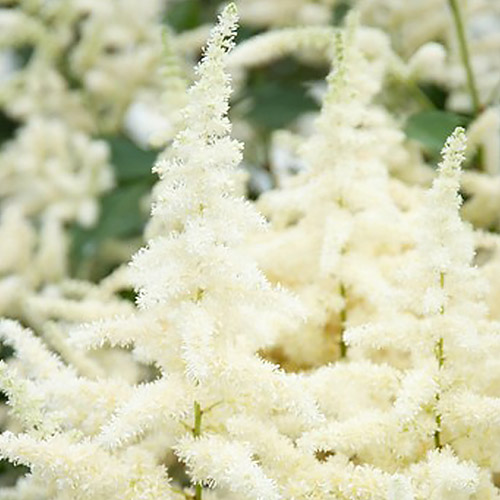 Astilbe (japonica) Ellie - for Sale Astilbe (japonica) Ellie