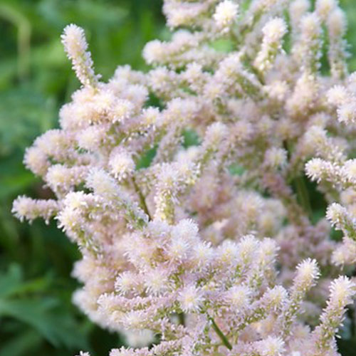 Astilbe Europa - for Sale Astilbe Europa