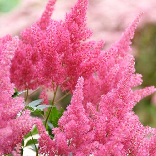 Astilbe (japonica) Koblenz - for Sale Astilbe (japonica) Koblenz