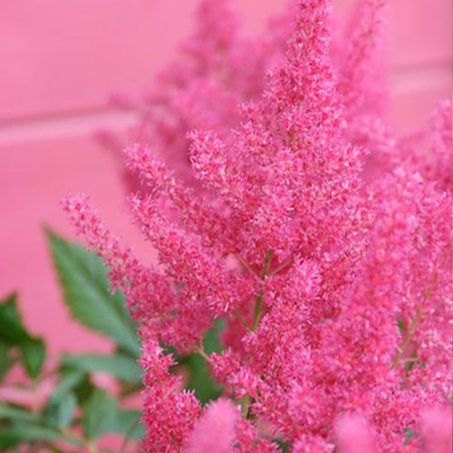 Astilbe (japonica) Koblenz - for Sale Astilbe (japonica) Koblenz
