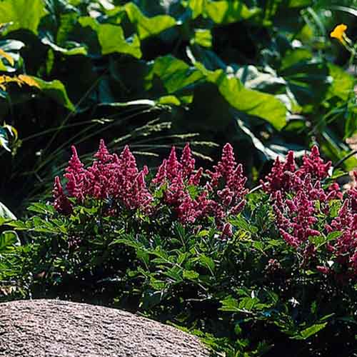 Astilbe Koeln - for Sale Astilbe Koeln