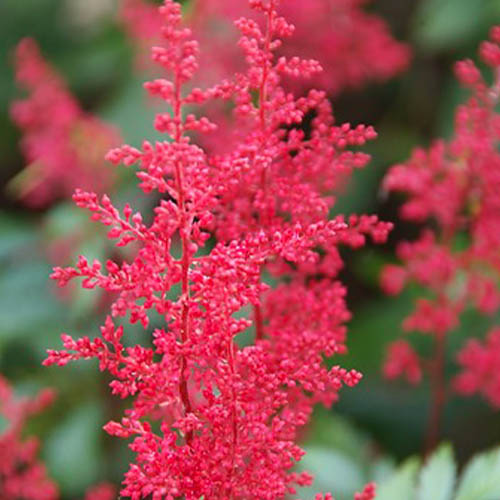 Astilbe (japonica) Montgomery - for Sale Astilbe (japonica) Montgomery
