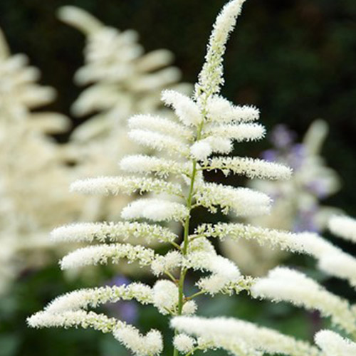 Astilbe (japonica) Washington - for Sale Astilbe (japonica) Washington
