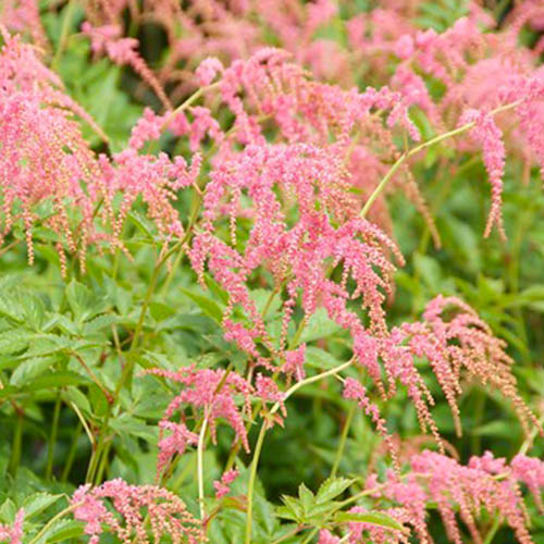 Astilbe (thunbergii) Straussenfeder - for Sale Astilbe (thunbergii) Straussenfeder