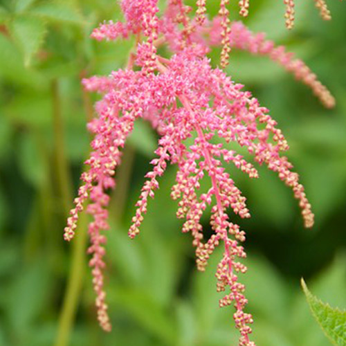 Astilbe (thunbergii) Straussenfeder - for Sale Astilbe (thunbergii) Straussenfeder