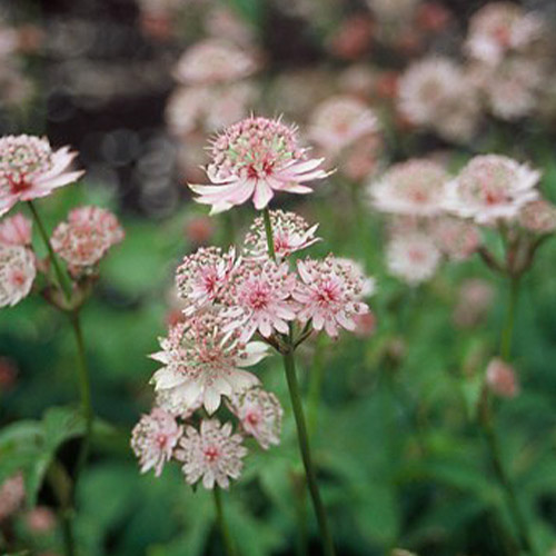 Astrantia (major) - for Sale Astrantia (major)