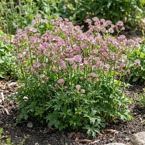 Astrantia (major) Diamonds Pink - for Sale Astrantia (major) Diamonds Pink