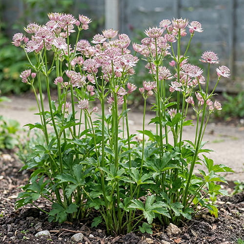 Astrantia (major) Magical Diamonds Soft Pink - for Sale Astrantia (major) Magical Diamonds Soft Pink