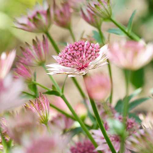 Astrantia (major) Roma - for Sale Astrantia (major) Roma