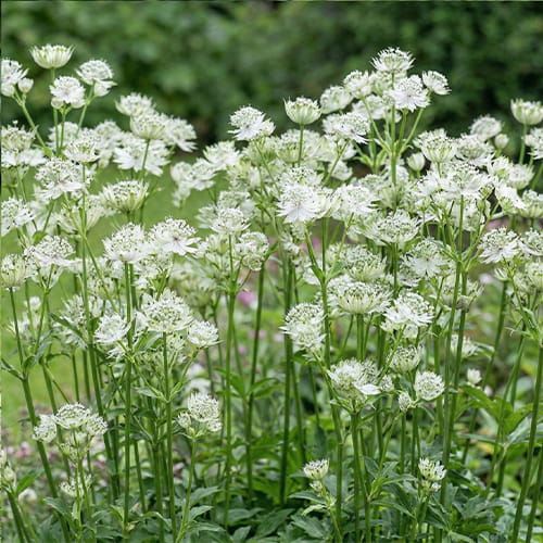 Astrantia (major) Shaggy - for Sale Astrantia (major) Shaggy