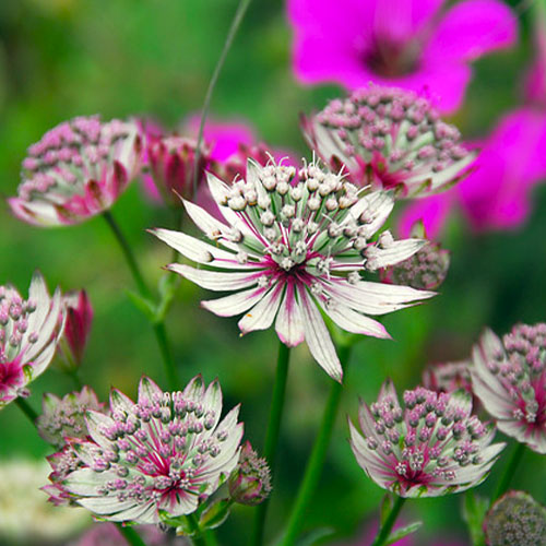 Astrantia (major) - for Sale Astrantia (major)