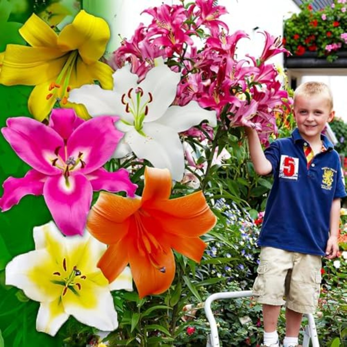 Lelie (Lilium) OT-Hybrid (Giant/Tree) Collection (15 bollen) - for Sale Lelie (Lilium) OT-Hybrid (Giant/Tree) Collection (15 bollen)