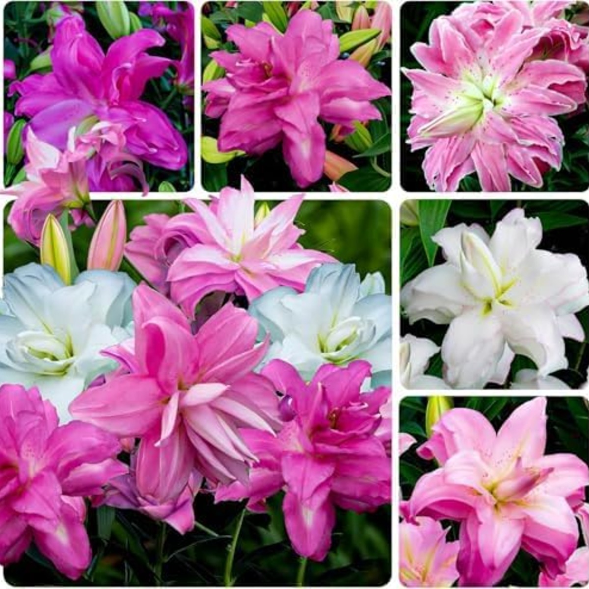 Lilie (Lilium) Lotus Double Oriental Collection (10 Zwiebeln) - for Sale Lilie (Lilium) Lotus Double Oriental Collection (10 Zwiebeln)