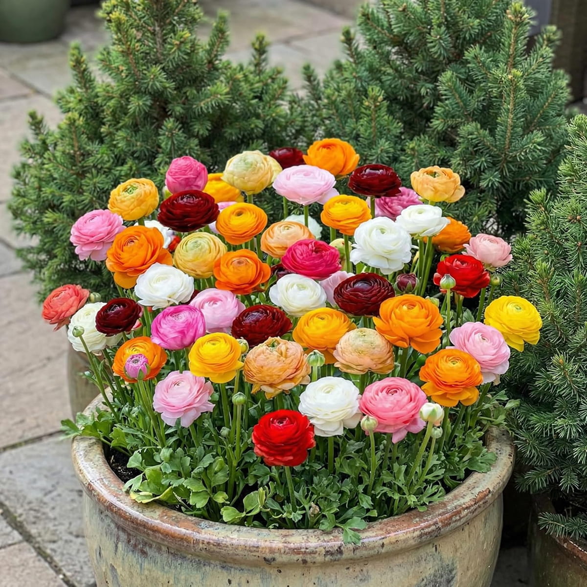 Ranunculus Kollektion (25 Zwiebeln) - for Sale Ranunculus Kollektion (25 Zwiebeln)