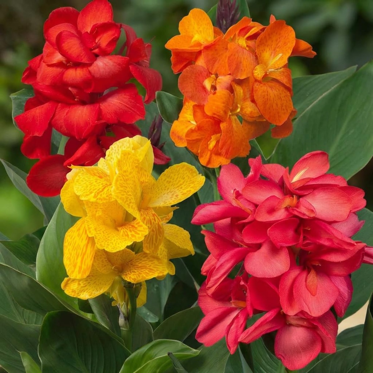 Canna Gaint Collection (3 tubers) - for Sale Canna Gaint Collection (3 tubers)