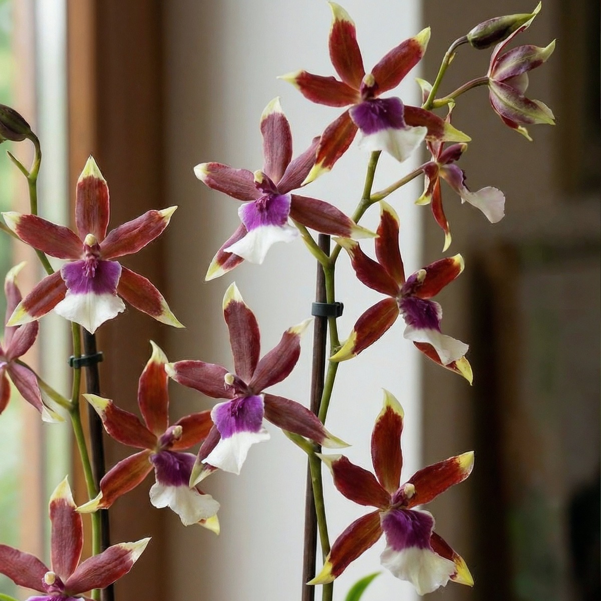 Cambria Orchids Collection (5 different varieties) - for Sale Cambria Orchids Collection (5 different varieties)