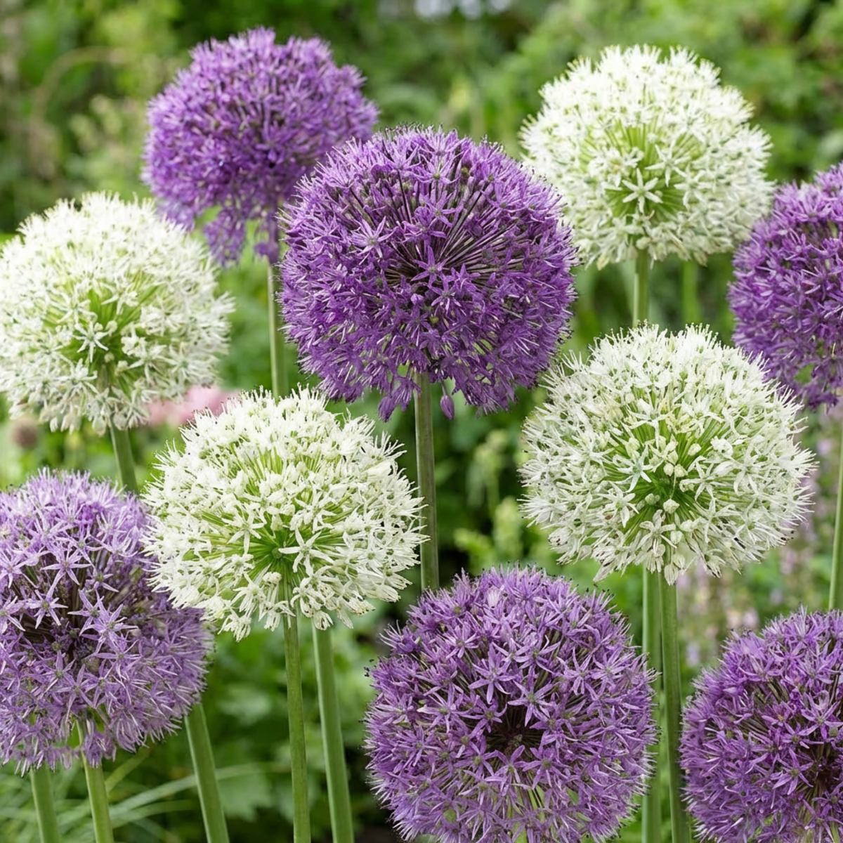Allium Twin Towers Collection - for Sale Allium Twin Towers Collection