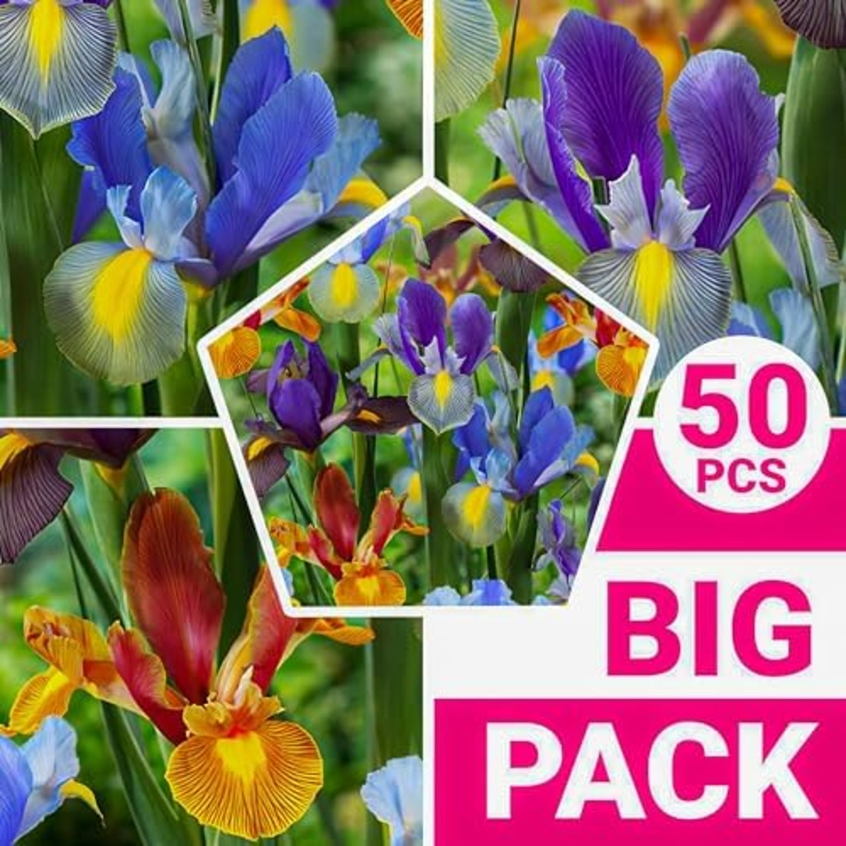Iris Hollandica Tiger Collection (25 bulbi) - for Sale Iris Hollandica Tiger Collection (25 bulbi)