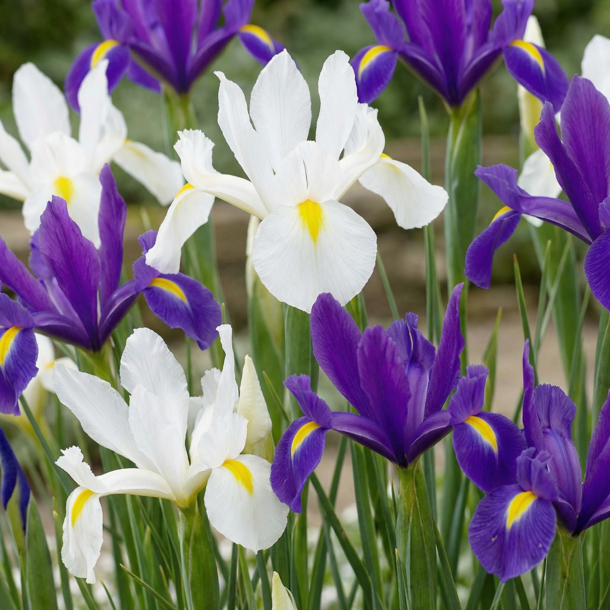 Iris Paradise Kollektion - for Sale Iris Paradise Kollektion