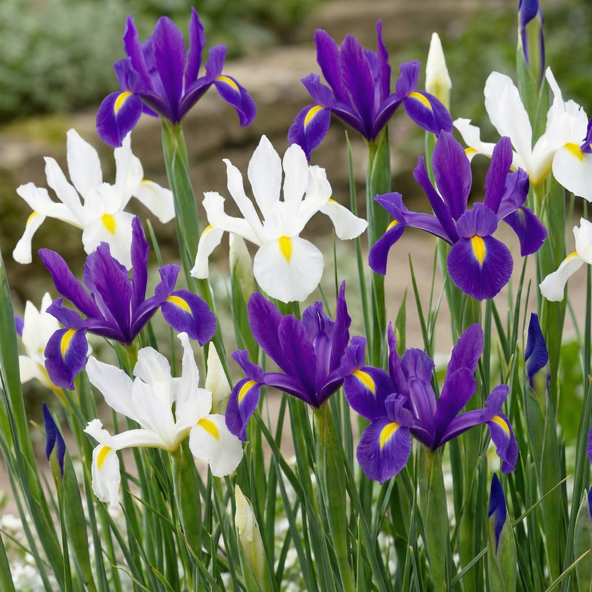 Iris Paradise Kollektion - for Sale Iris Paradise Kollektion