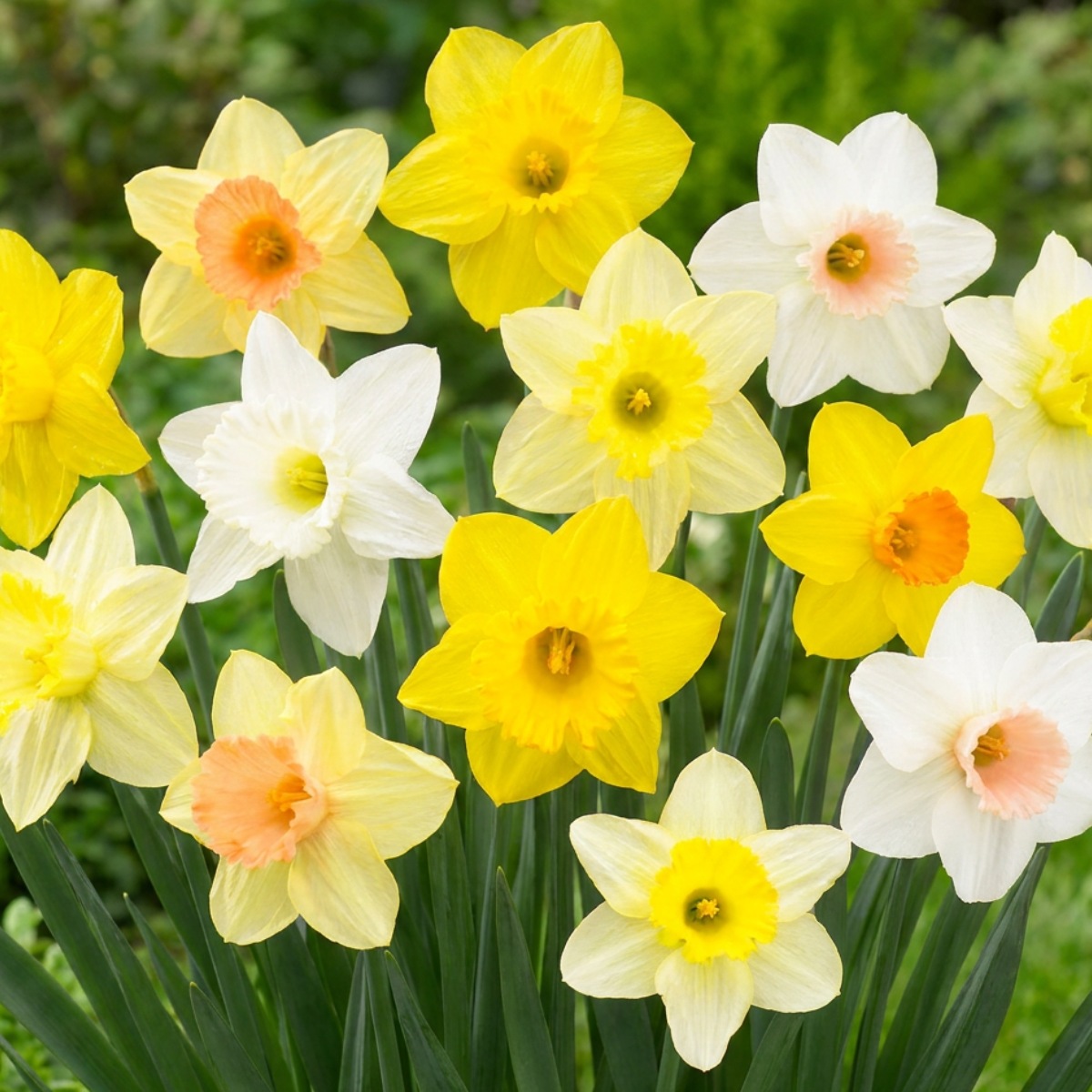 Narcissus Trumpet Collection - for Sale Narcissus Trumpet Collection