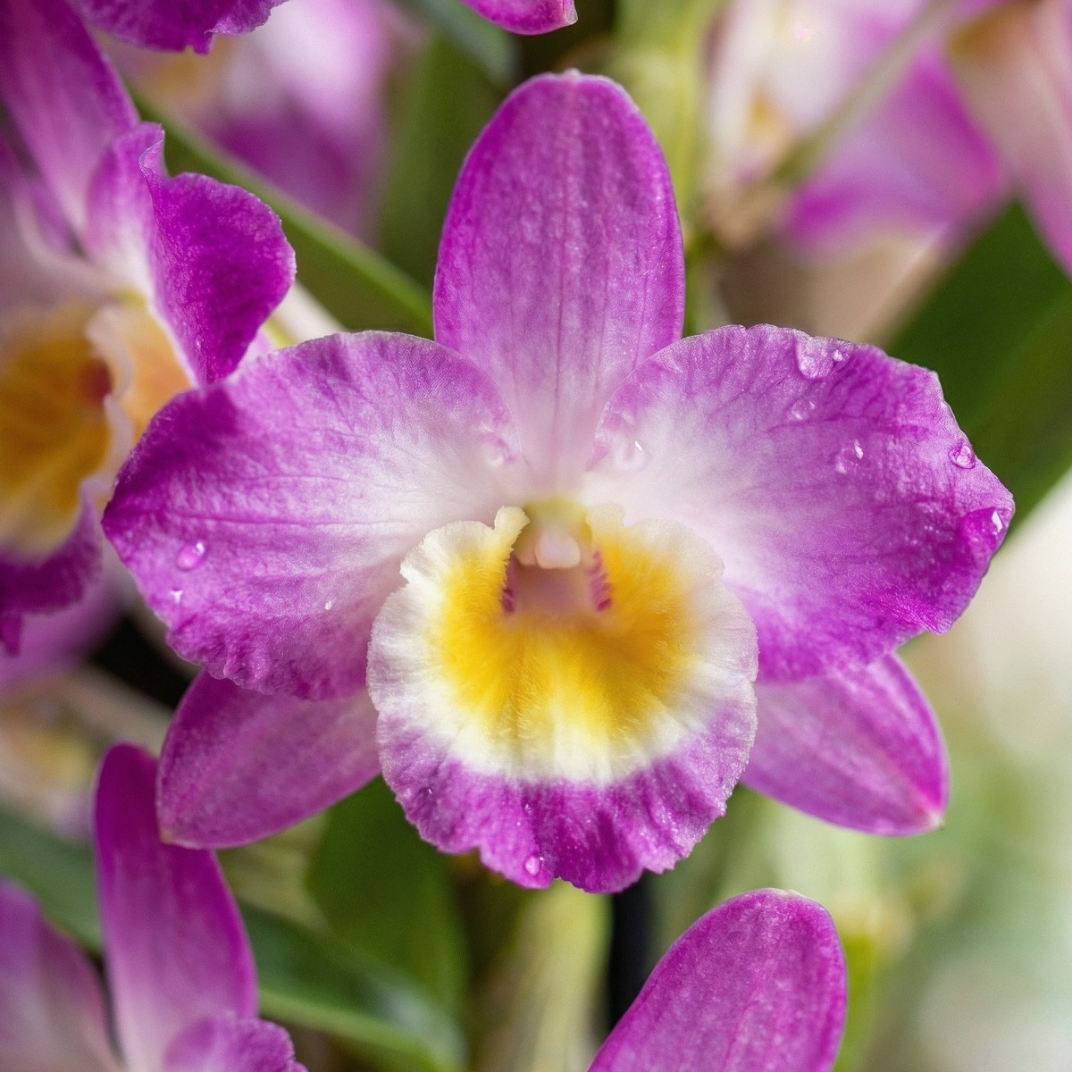 Dendrobium Orchid Collection (2 spikes) - for Sale Dendrobium Orchid Collection (2 spikes)