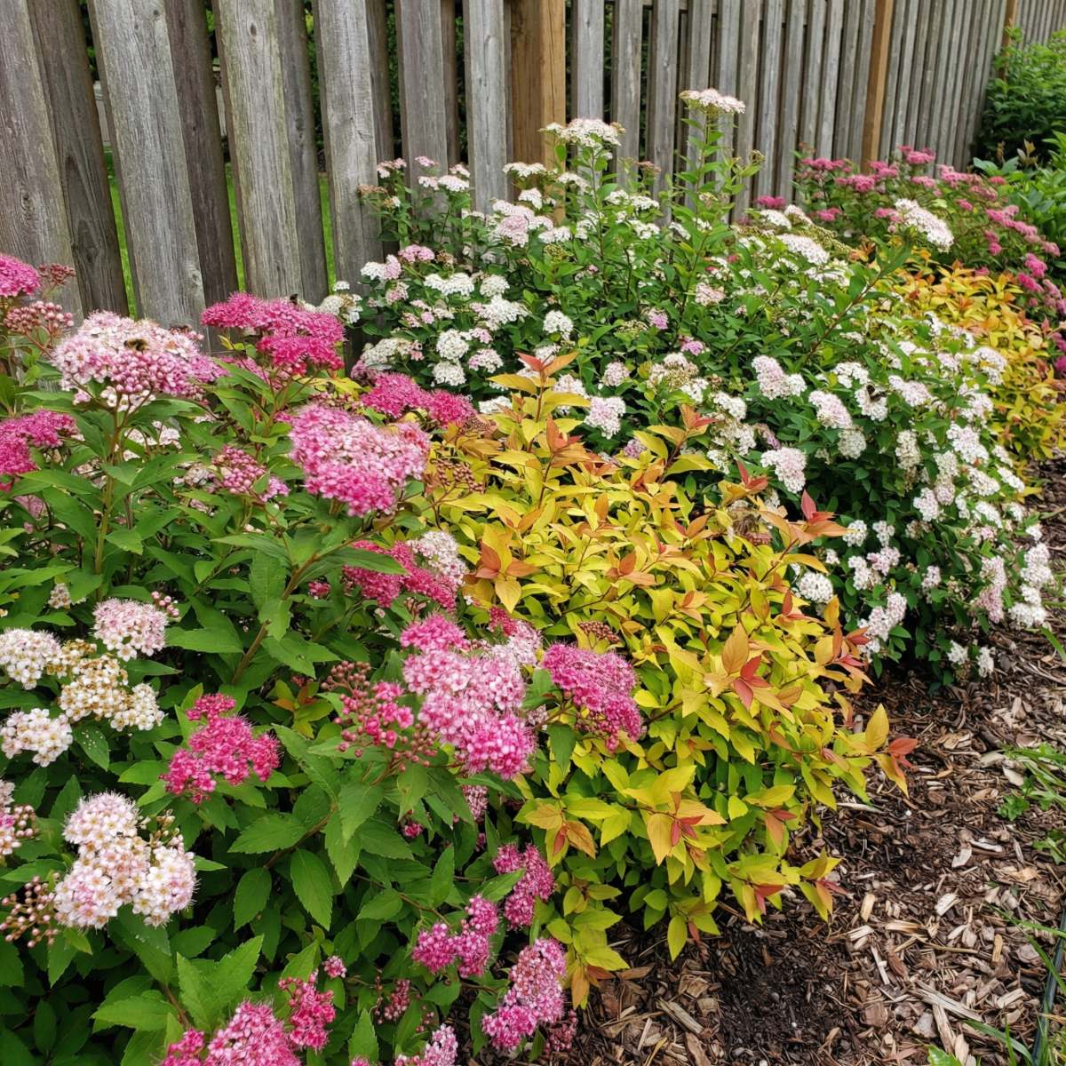Spirea Shrub Collection (5 plants) - for Sale Spirea Shrub Collection (5 plants)