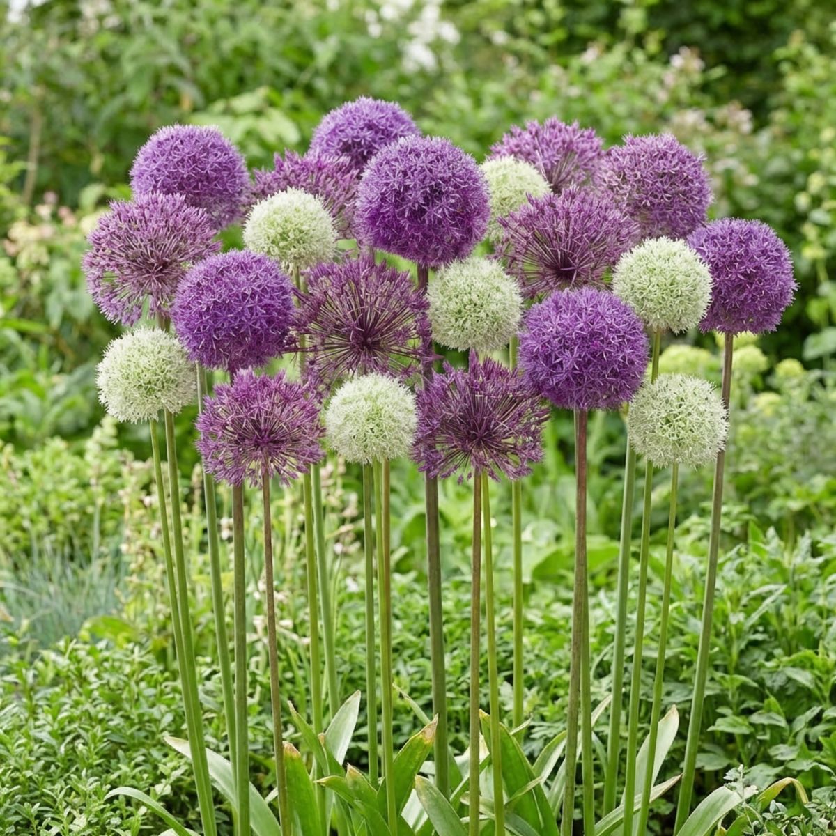 Allium Fantasia Budget Collection - for Sale Allium Fantasia Budget Collection