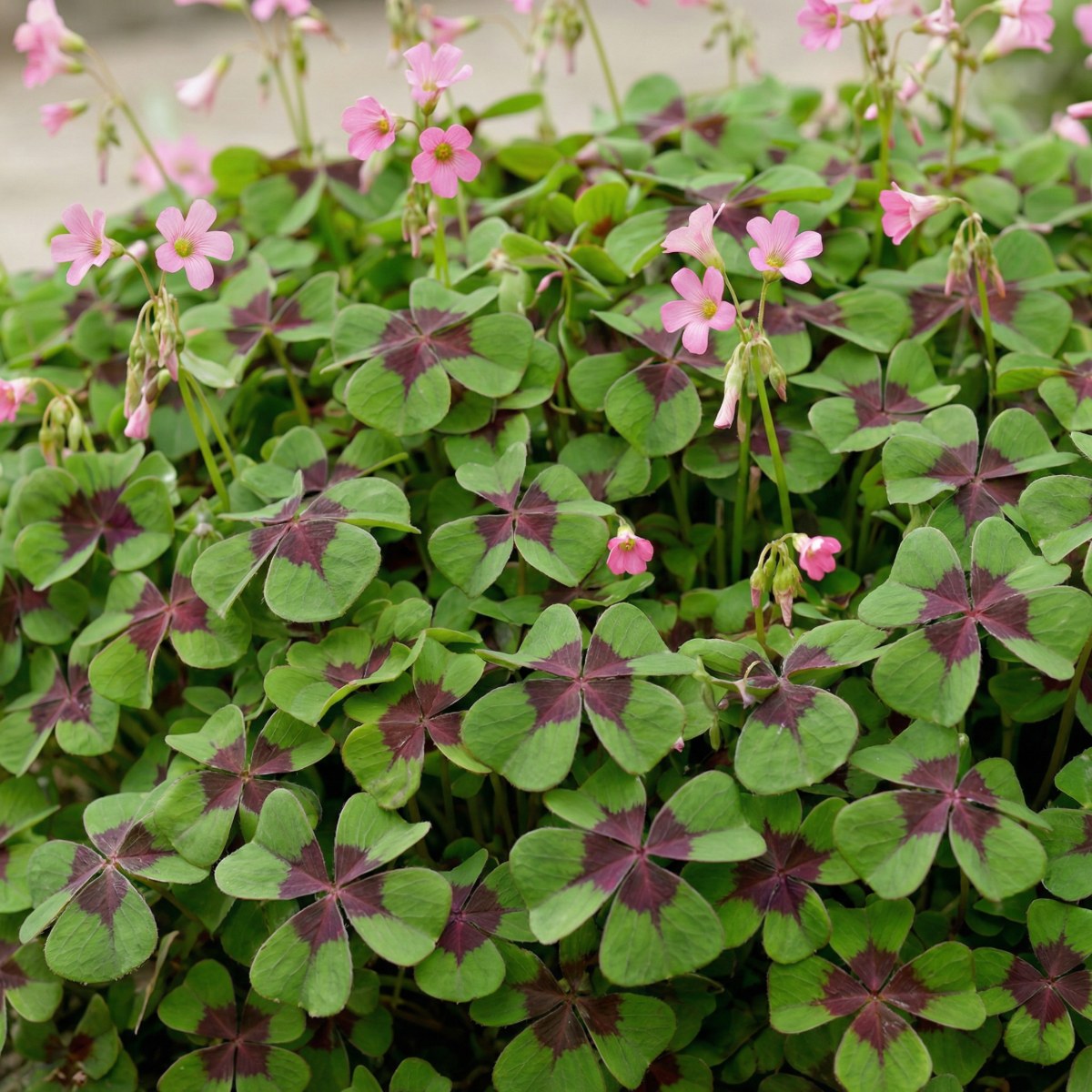 Oxalis Iron Cross Collection - for Sale Oxalis Iron Cross Collection