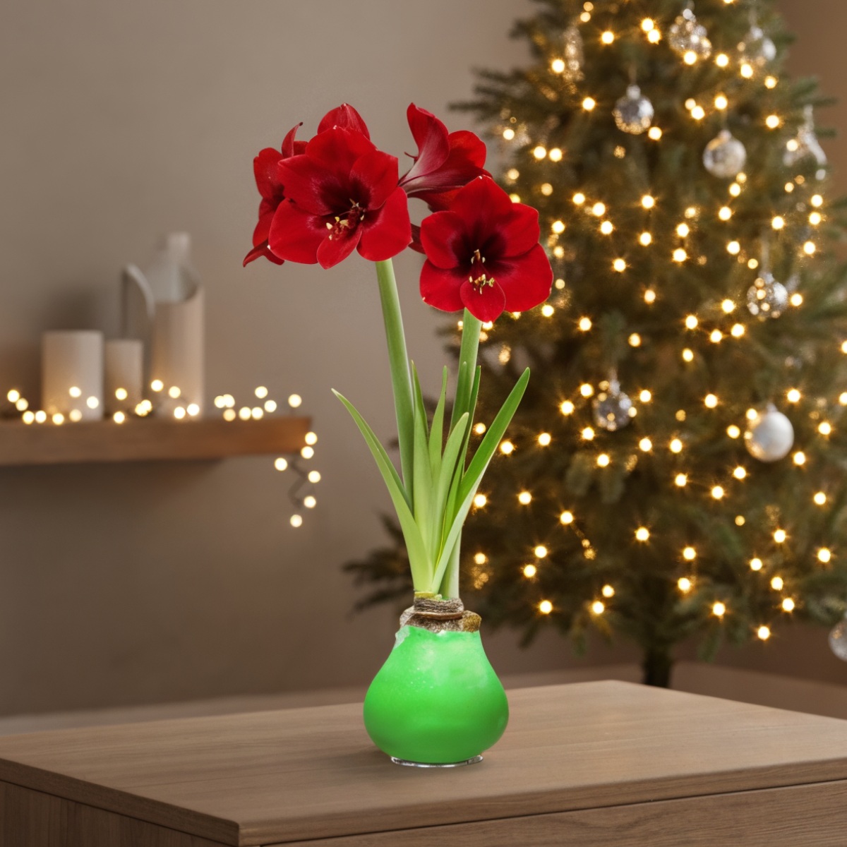 Green Wax (2 Pieces) Amaryllis Bulbs Collection - for Sale Green Wax (2 Pieces) Amaryllis Bulbs Collection