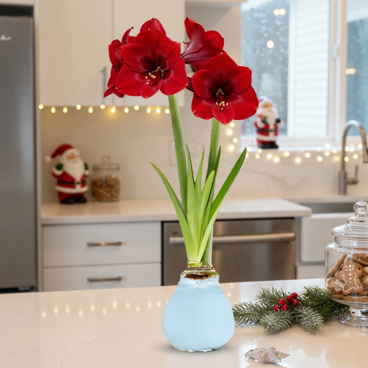 Blue Wax (2 Pieces) Amaryllis Bulb Collection - for Sale Blue Wax (2 Pieces) Amaryllis Bulb Collection