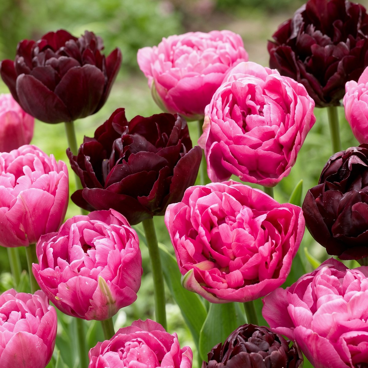 Tulips Double Purple and Black Collection - for Sale Tulips Double Purple and Black Collection