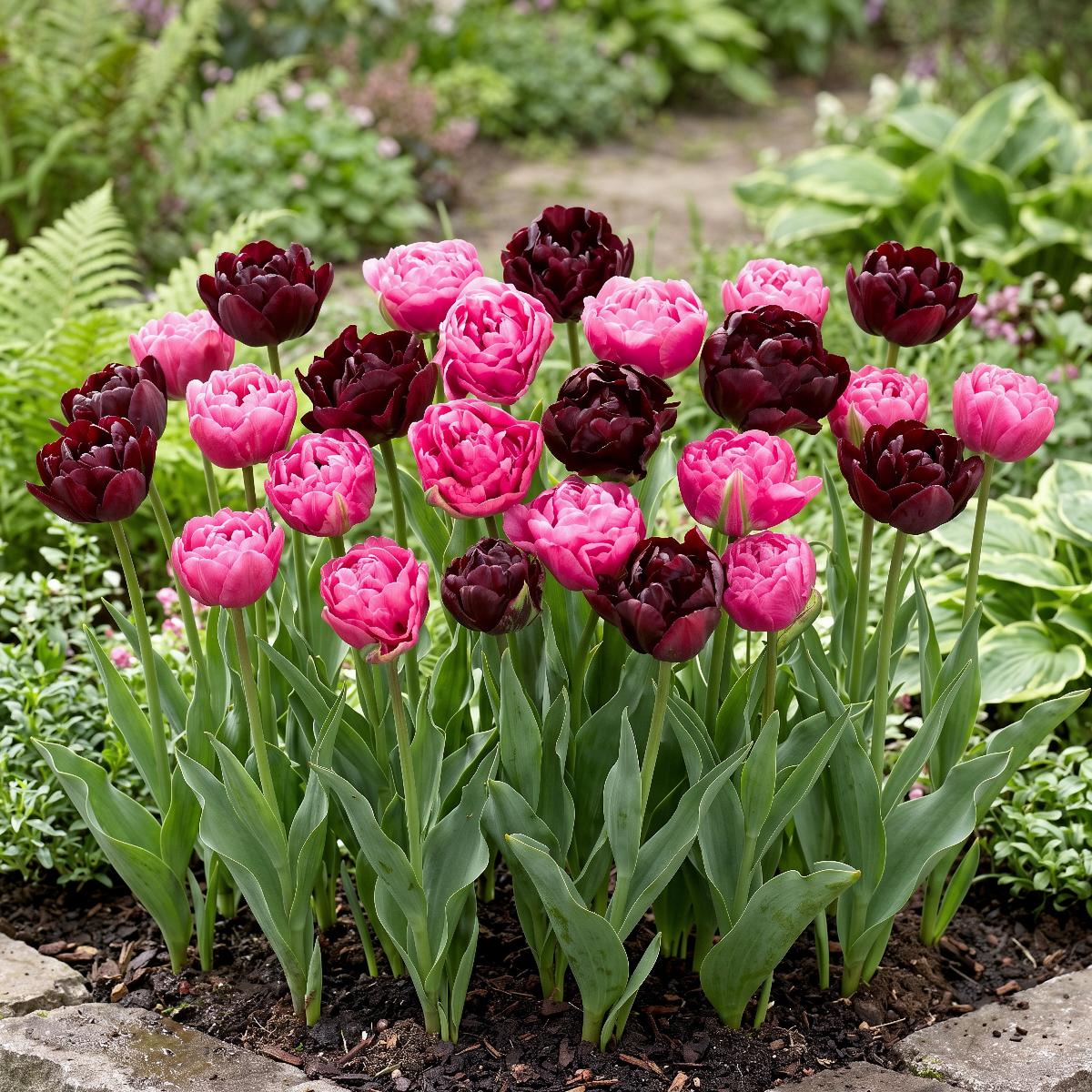 Tulips Double Purple and Black Collection - for Sale Tulips Double Purple and Black Collection