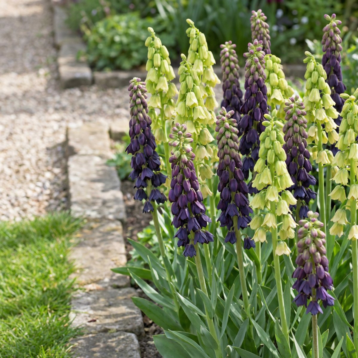 Fritillaria Purple and White Collection - for Sale Fritillaria Purple and White Collection