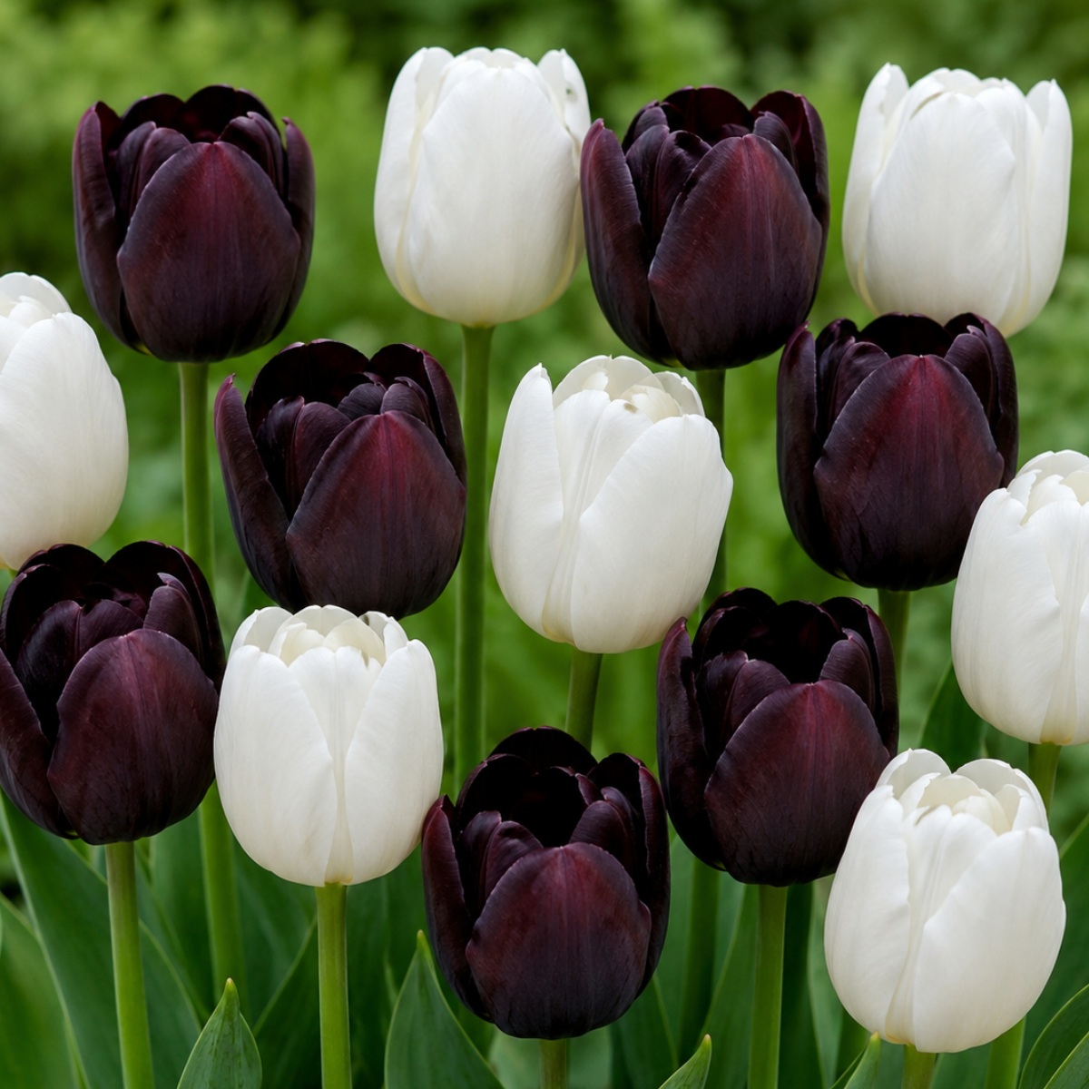 Tulipany Black and White Collection - for Sale Tulipany Black and White Collection