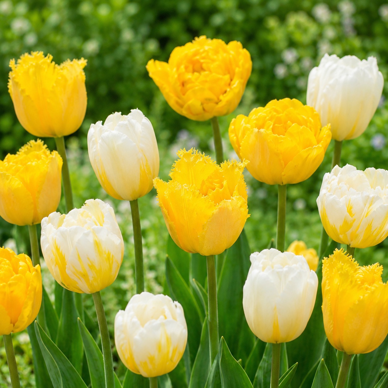 Tulipes White and Yellow Collection - for Sale Tulipes White and Yellow Collection