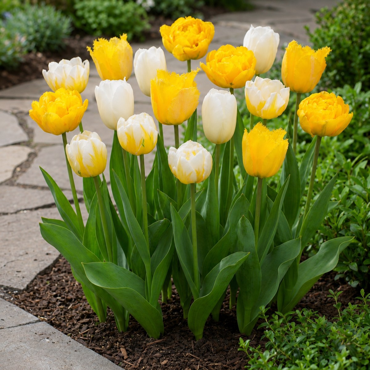 Tulipes White and Yellow Collection - for Sale Tulipes White and Yellow Collection