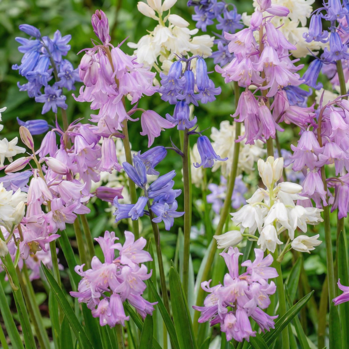 Hyacinthoides hispanica Collection - for Sale Hyacinthoides hispanica Collection