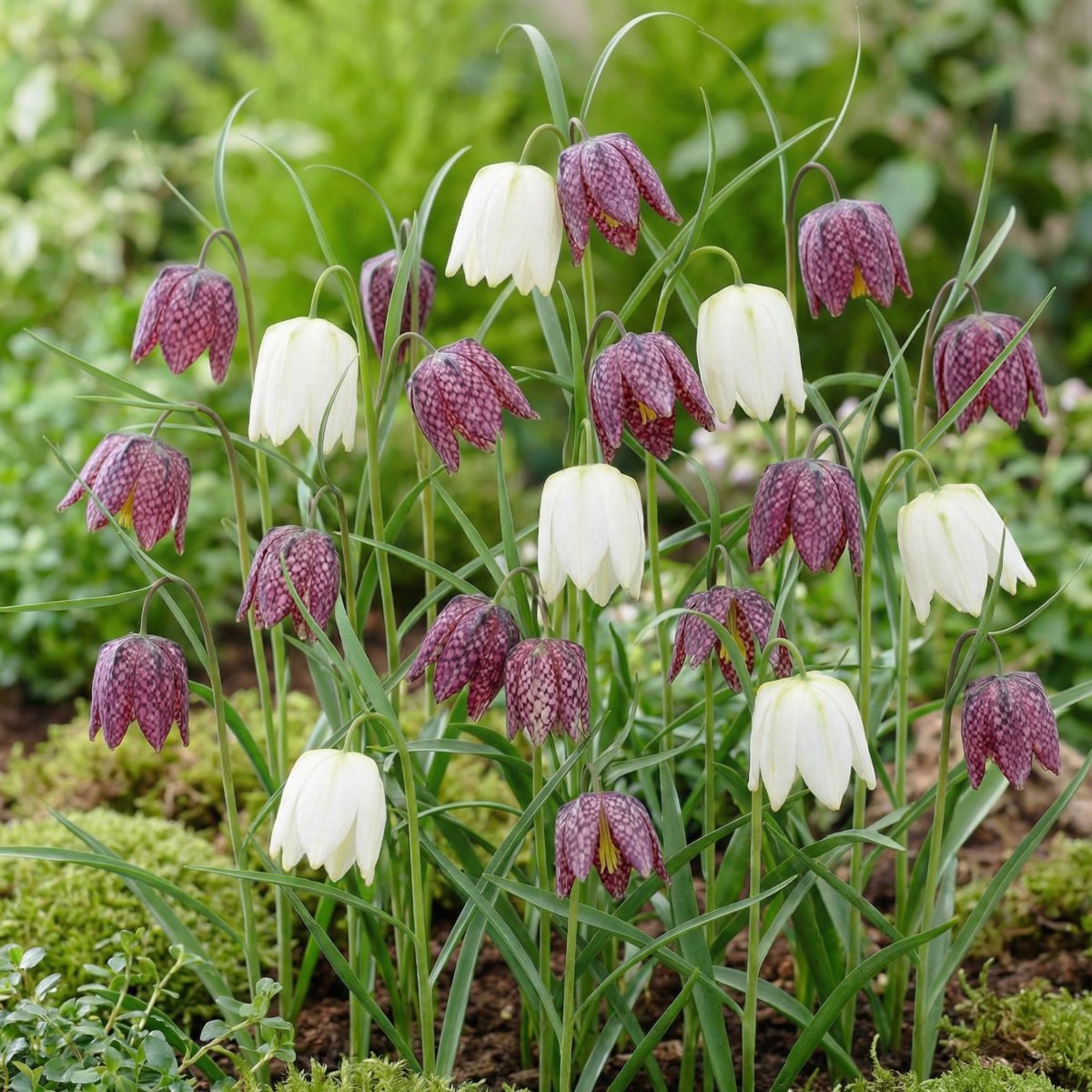 Fritillaria meleagris Collection - for Sale Fritillaria meleagris Collection