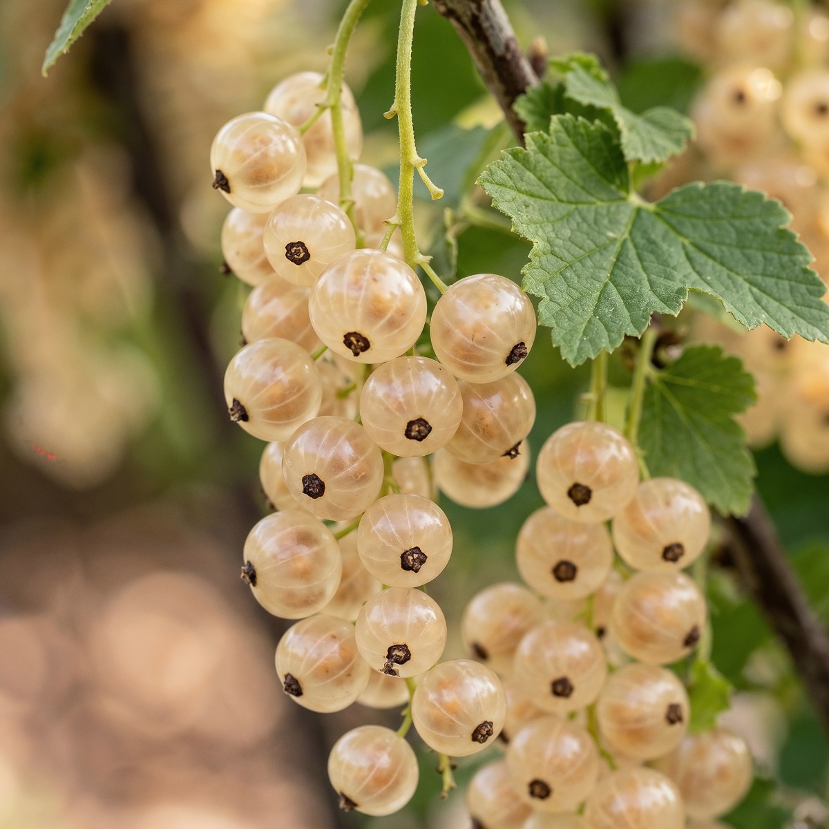 Currant White Collection (3 bare-root plants) - for Sale Currant White Collection (3 bare-root plants)