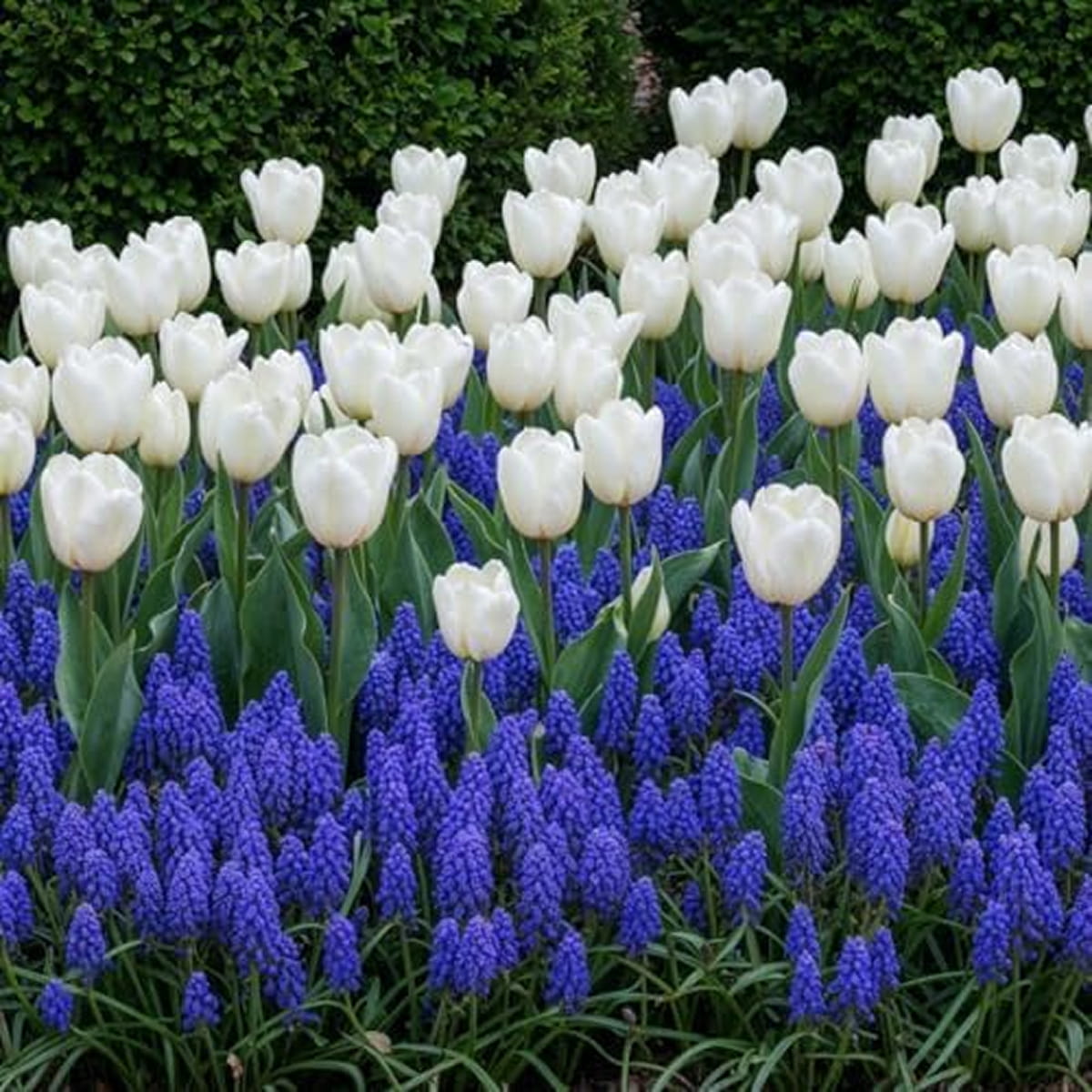 Spring Flower Bulbs Delft Blue Collection - for Sale Spring Flower Bulbs Delft Blue Collection