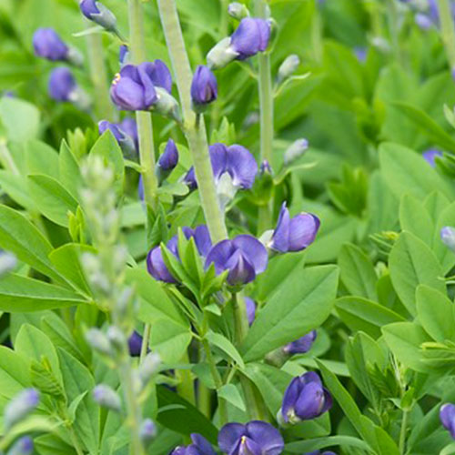 Baptisia (australis) - for Sale Baptisia (australis)