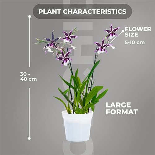 Beallara (Orchid) Gothic - for Sale Beallara (Orchid) Gothic
