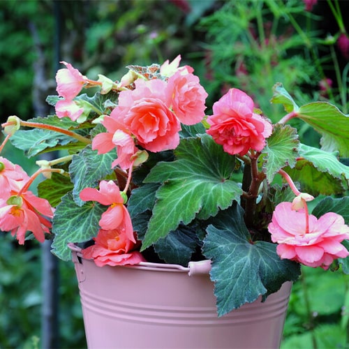 Begonia Cascade Odorosa Sweet Pink - for Sale Begonia Cascade Odorosa Sweet Pink