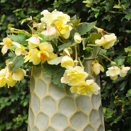 Begonia Cascade Odorosa Yellow Flame - for Sale Begonia Cascade Odorosa Yellow Flame