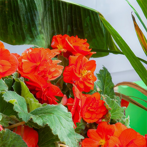 Begonia Maxima Non-Stop Scarlet - for Sale Begonia Maxima Non-Stop Scarlet