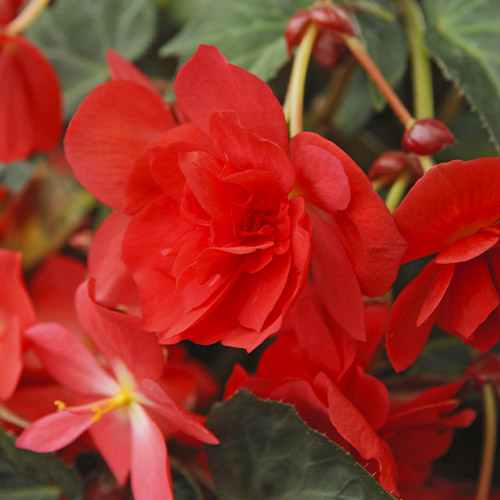 Begonia Pendula Red - for Sale Begonia Pendula Red
