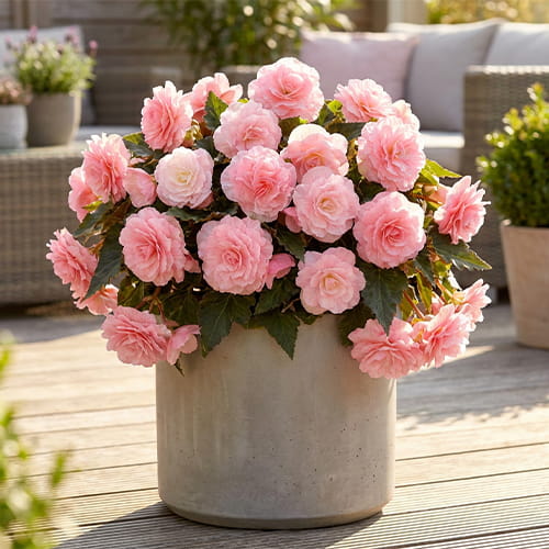 Begonia Wummi Apfelblute (Pink) - for Sale Begonia Wummi Apfelblute (Pink)